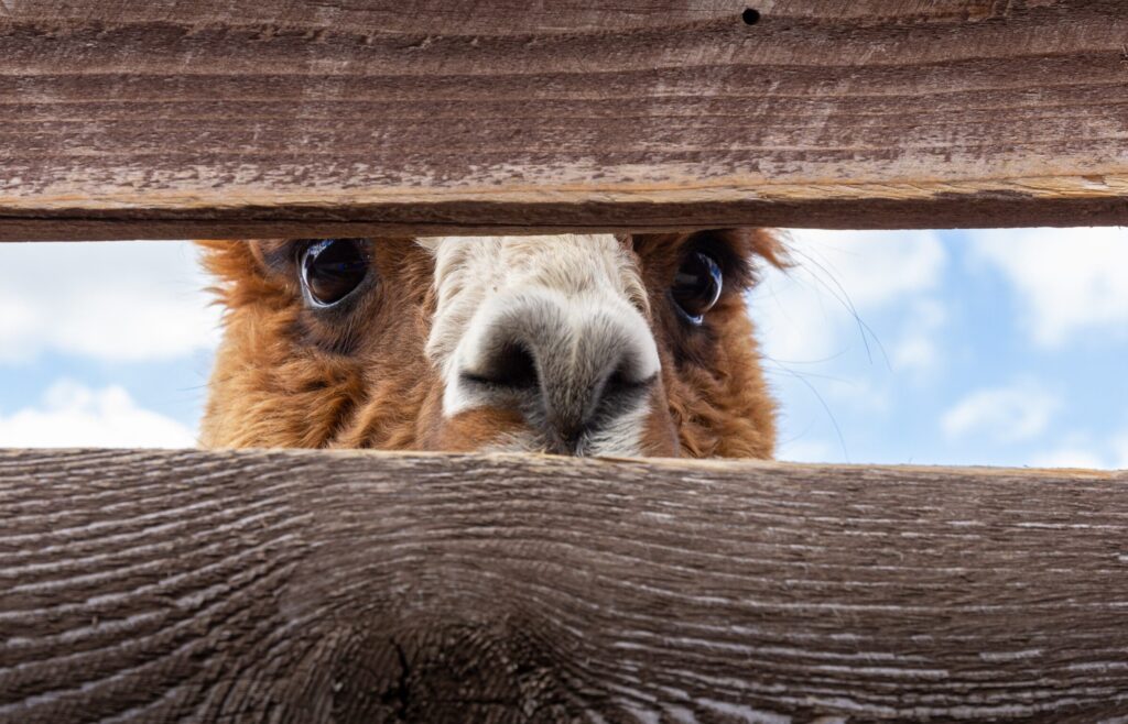 llama peering through wooden fence