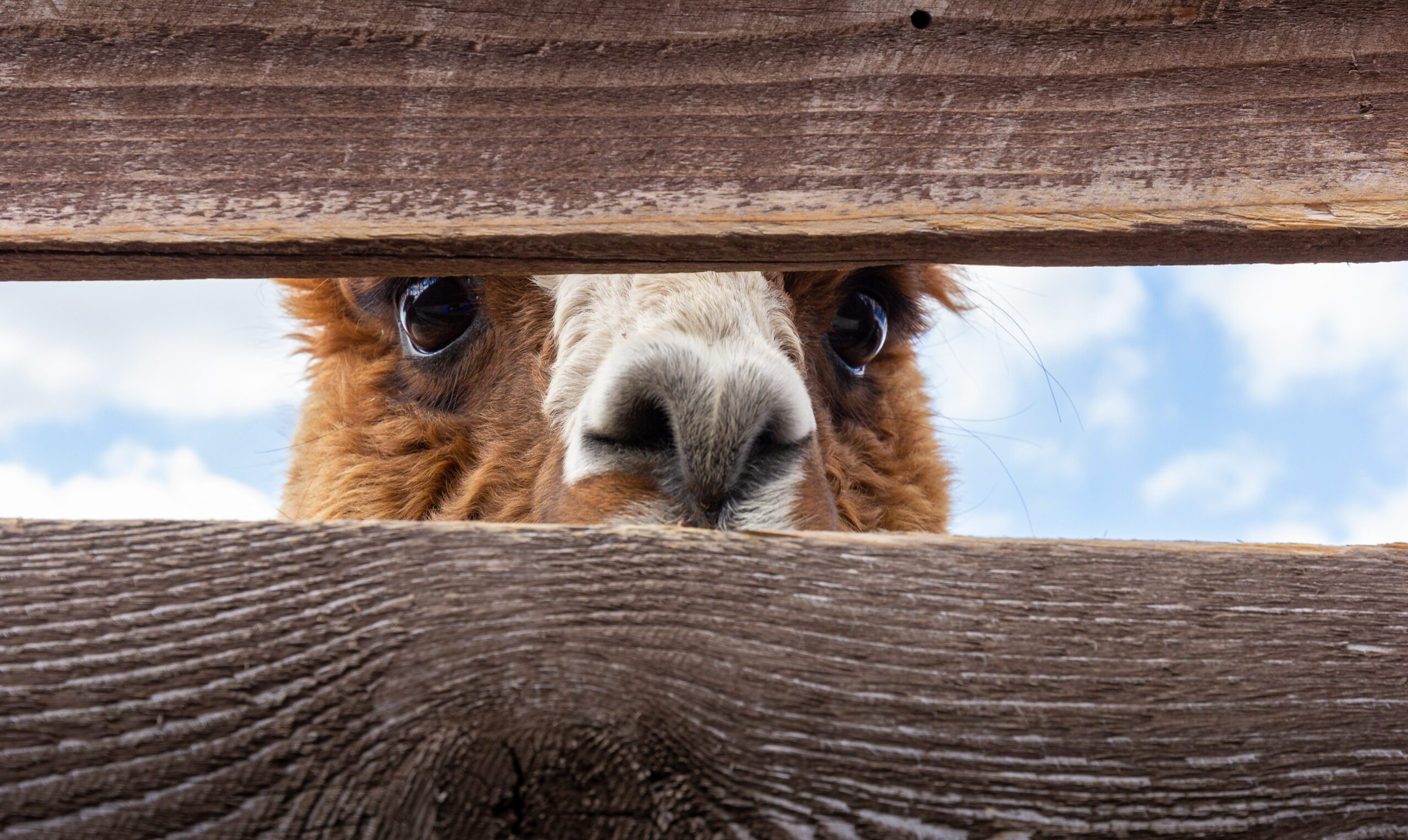 llama peering through wooden fence